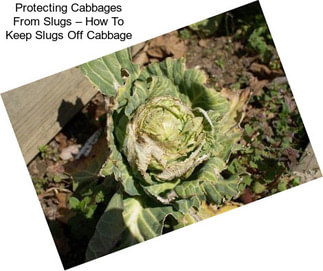 Protecting Cabbages From Slugs – How To Keep Slugs Off Cabbage