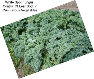 White Spot Fungus: Control Of Leaf Spot In Cruciferous Vegetables