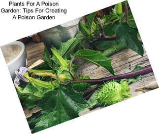 Plants For A Poison Garden: Tips For Creating A Poison Garden