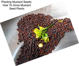 Planting Mustard Seeds: How To Grow Mustard Seed Plants