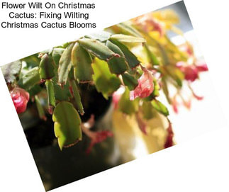 Flower Wilt On Christmas Cactus: Fixing Wilting Christmas Cactus Blooms