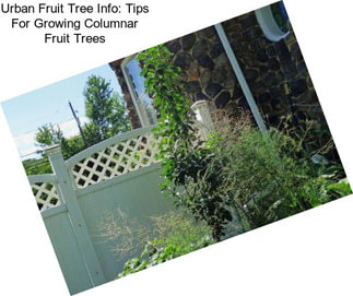 Urban Fruit Tree Info: Tips For Growing Columnar Fruit Trees