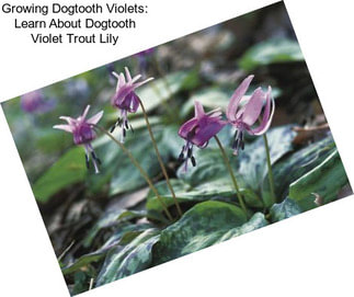 Growing Dogtooth Violets: Learn About Dogtooth Violet Trout Lily