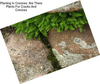 Planting In Crevices: Are There Plants For Cracks And Crevices