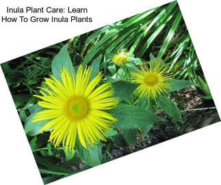 Inula Plant Care: Learn How To Grow Inula Plants