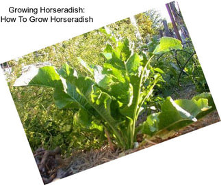Growing Horseradish: How To Grow Horseradish