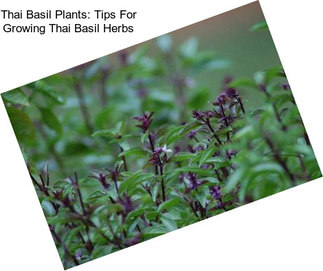 Thai Basil Plants: Tips For Growing Thai Basil Herbs