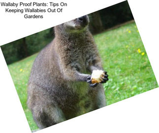 Wallaby Proof Plants: Tips On Keeping Wallabies Out Of Gardens