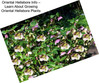 Oriental Hellebore Info – Learn About Growing Oriental Hellebore Plants