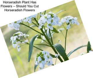 Horseradish Plant Has Flowers – Should You Cut Horseradish Flowers