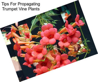 Tips For Propagating Trumpet Vine Plants