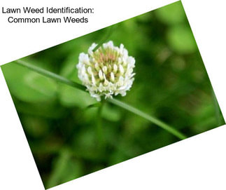 Lawn Weed Identification: Common Lawn Weeds