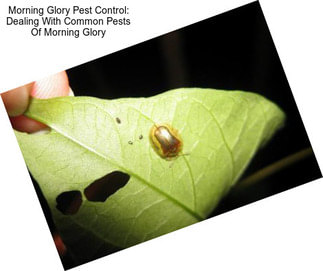 Morning Glory Pest Control: Dealing With Common Pests Of Morning Glory