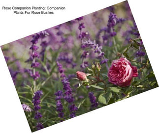 Rose Companion Planting: Companion Plants For Rose Bushes