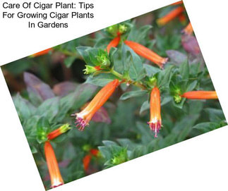 Care Of Cigar Plant: Tips For Growing Cigar Plants In Gardens