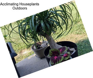 Acclimating Houseplants Outdoors