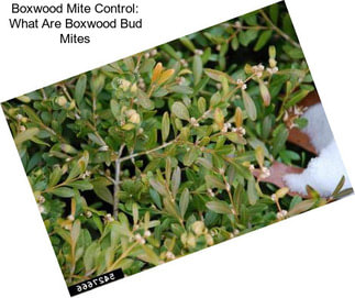 Boxwood Mite Control: What Are Boxwood Bud Mites