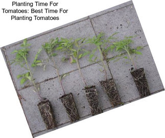 Planting Time For Tomatoes: Best Time For Planting Tomatoes