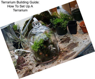 Terrarium Building Guide: How To Set Up A Terrarium