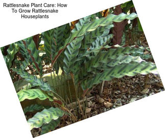 Rattlesnake Plant Care: How To Grow Rattlesnake Houseplants