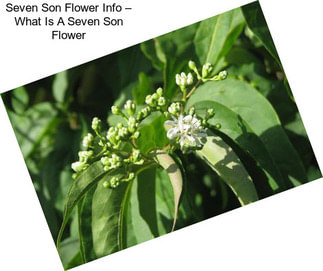 Seven Son Flower Info – What Is A Seven Son Flower