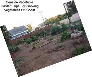 Seaside Vegetable Garden: Tips For Growing Vegetables On Coast