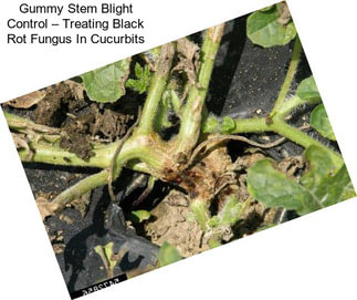 Gummy Stem Blight Control – Treating Black Rot Fungus In Cucurbits