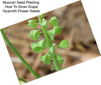 Muscari Seed Planting: How To Grow Grape Hyacinth Flower Seeds