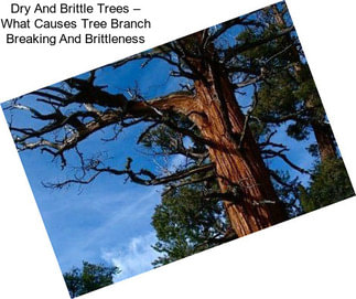 Dry And Brittle Trees – What Causes Tree Branch Breaking And Brittleness