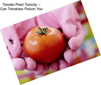 Tomato Plant Toxicity – Can Tomatoes Poison You