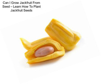 Can I Grow Jackfruit From Seed – Learn How To Plant Jackfruit Seeds