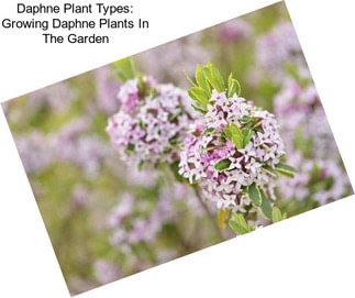 Daphne Plant Types: Growing Daphne Plants In The Garden