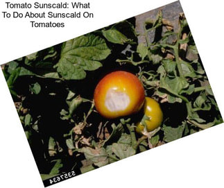 Tomato Sunscald: What To Do About Sunscald On Tomatoes