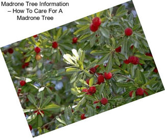 Madrone Tree Information – How To Care For A Madrone Tree