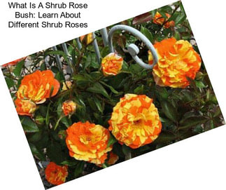 What Is A Shrub Rose Bush: Learn About Different Shrub Roses