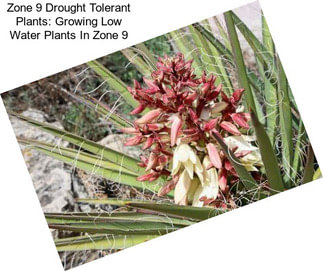 Zone 9 Drought Tolerant Plants: Growing Low Water Plants In Zone 9