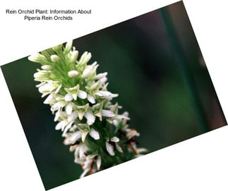 Rein Orchid Plant: Information About Piperia Rein Orchids