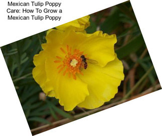 Mexican Tulip Poppy Care: How To Grow a Mexican Tulip Poppy