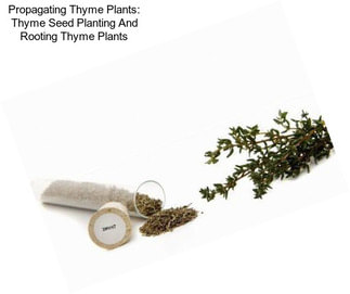 Propagating Thyme Plants: Thyme Seed Planting And Rooting Thyme Plants