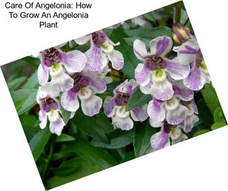 Care Of Angelonia: How To Grow An Angelonia Plant