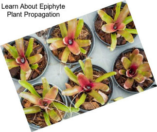 Learn About Epiphyte Plant Propagation