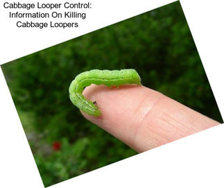 Cabbage Looper Control: Information On Killing Cabbage Loopers