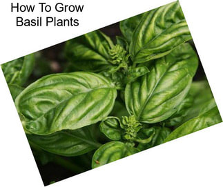 How To Grow Basil Plants