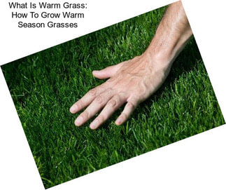 What Is Warm Grass: How To Grow Warm Season Grasses