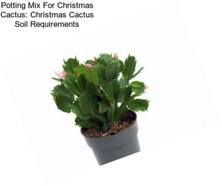 Potting Mix For Christmas Cactus: Christmas Cactus Soil Requirements