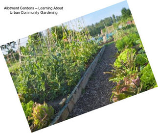 Allotment Gardens – Learning About Urban Community Gardening