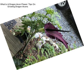 What Is A Dragon Arum Flower: Tips On Growing Dragon Arums