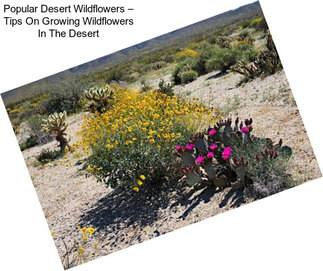 Popular Desert Wildflowers – Tips On Growing Wildflowers In The Desert