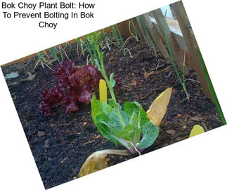 Bok Choy Plant Bolt: How To Prevent Bolting In Bok Choy