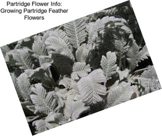 Partridge Flower Info: Growing Partridge Feather Flowers